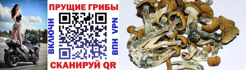 Галлюциногенные грибы Psilocybe  Иланский 